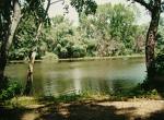 Virágzik a Tisza Szegednél 