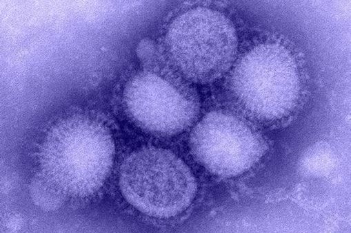 A H1N1 vírus a H1N1 vírus