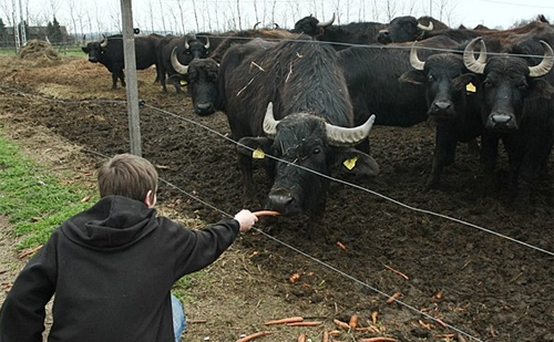 Házi bivalyokkal ismerkedtek a Csongrád megyei diákok