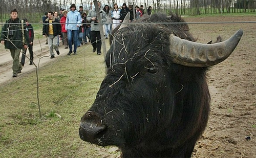 Házi bivalyokkal ismerkedtek a Csongrád megyei diákok