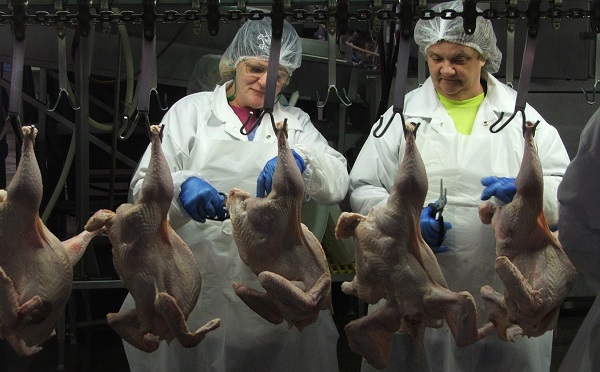Kóser vágóhíd épül 2,8 milliárd értékben