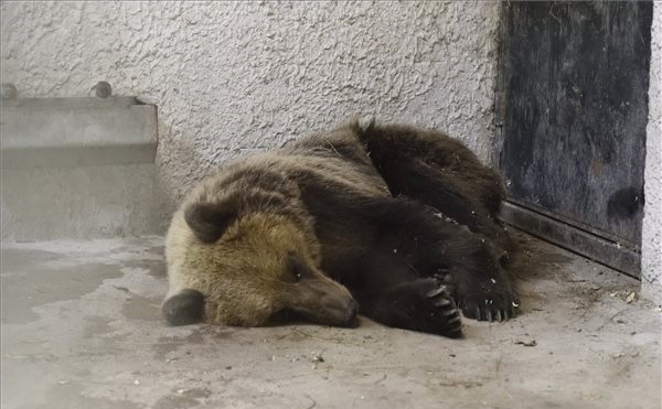 A Szegedi Vadasparkban gondozzák a befogott medvét