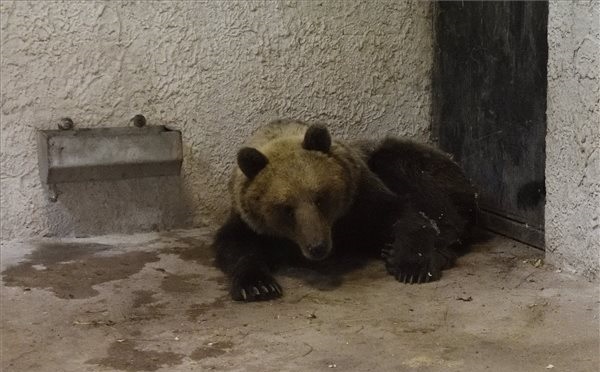 A Szegedi Vadasparkban gondozzák a befogott medvét