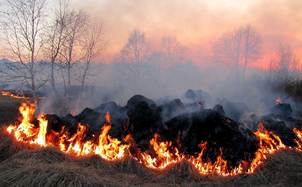 Tűzgyújtási tilalmat rendelt el a Nébih Csongrád megyében