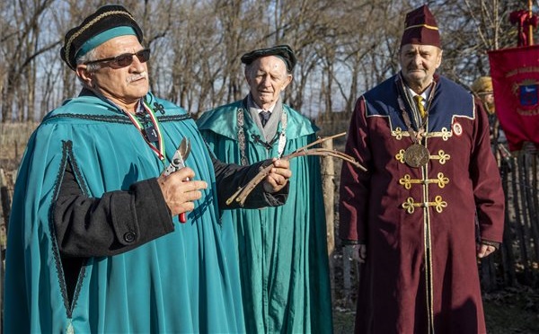 Bőséges szőlőtermést jósoltak Ópusztaszeren