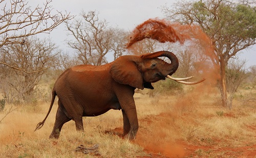 Beválik az SZTE lövésdetektora, Kenyában vetik be
