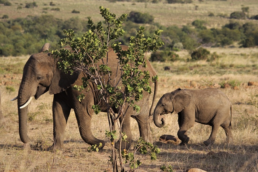 Afrikai elefánt és borja