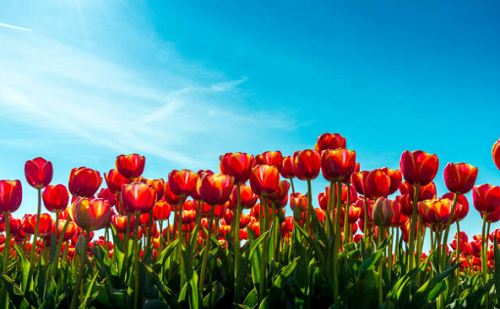 Tulipános kert Mórahalmon