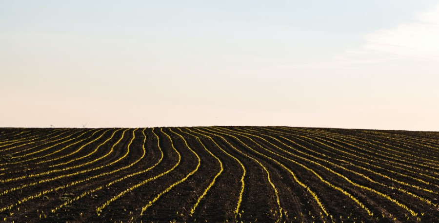 agrartech_torzs